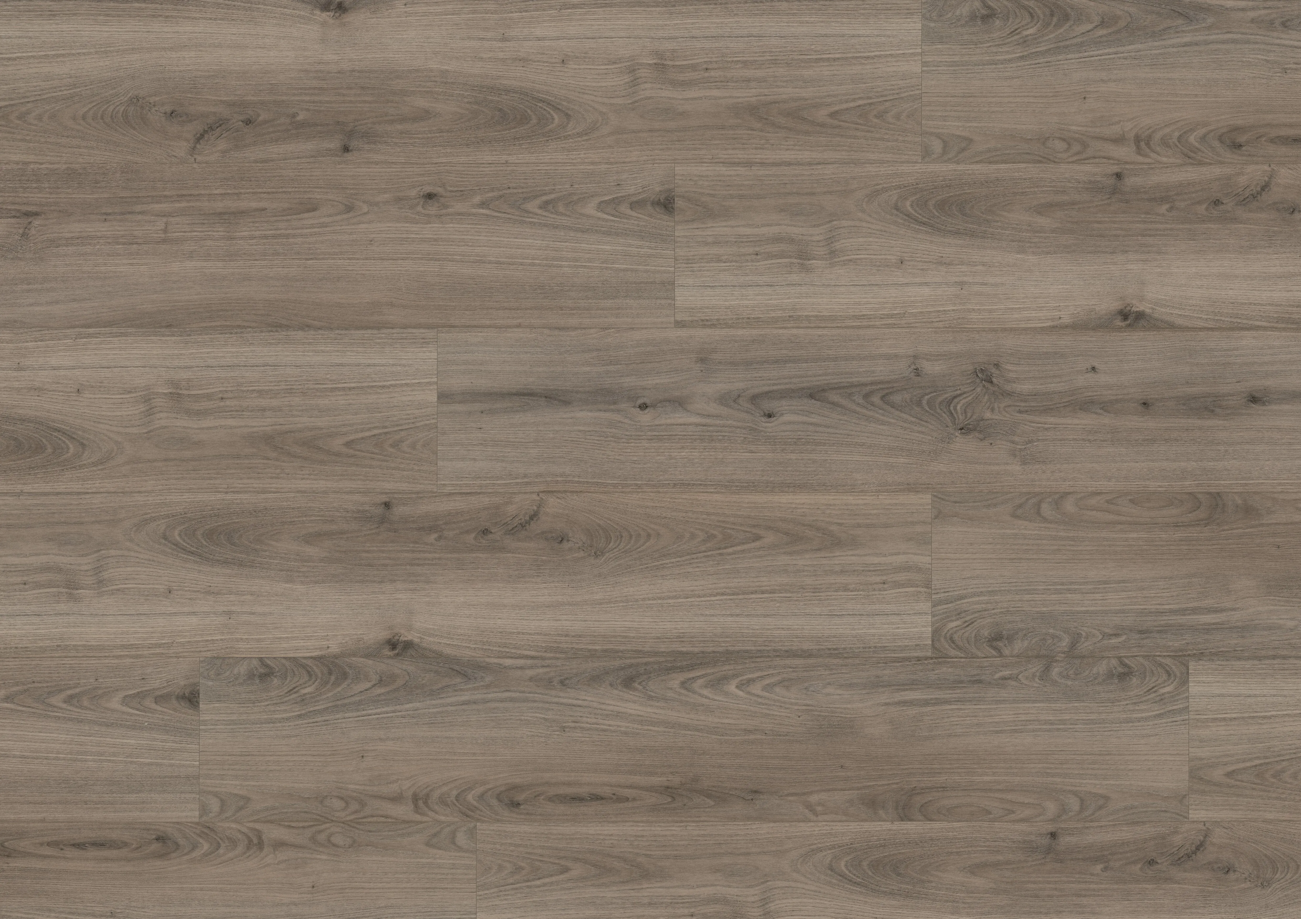 Royal Chestnut Grey